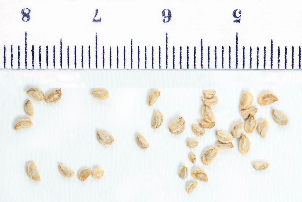 Семена шеффлеры