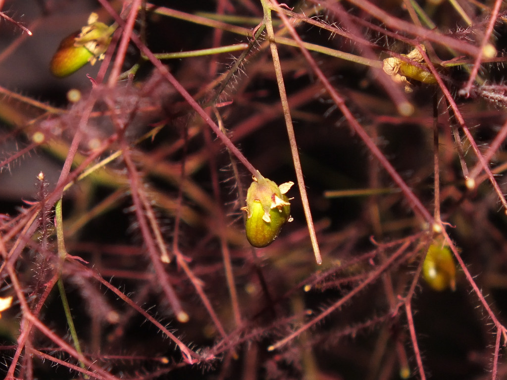 Семенные коробки