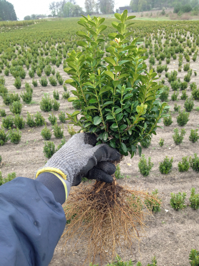 Сентябрь – лучший месяц для высадки кустарника в открытый грунт