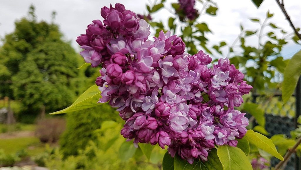 Олимпиада Колесникова