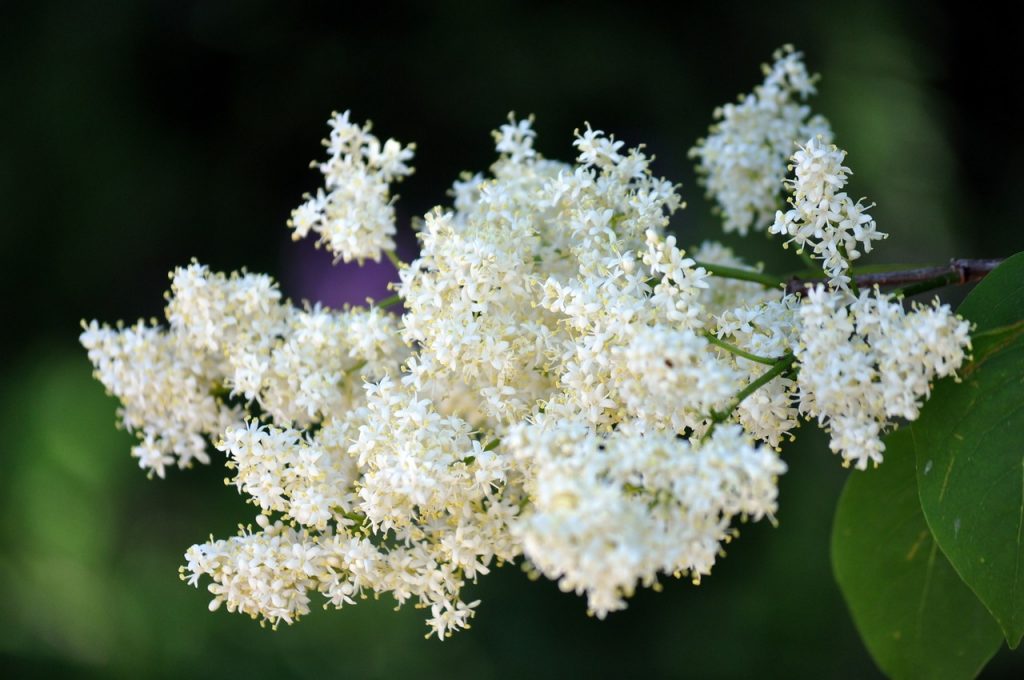 Сирень амурская