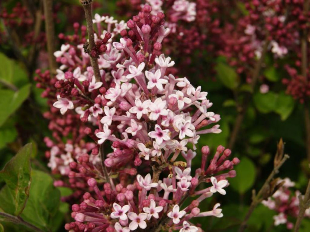 Сирень джози