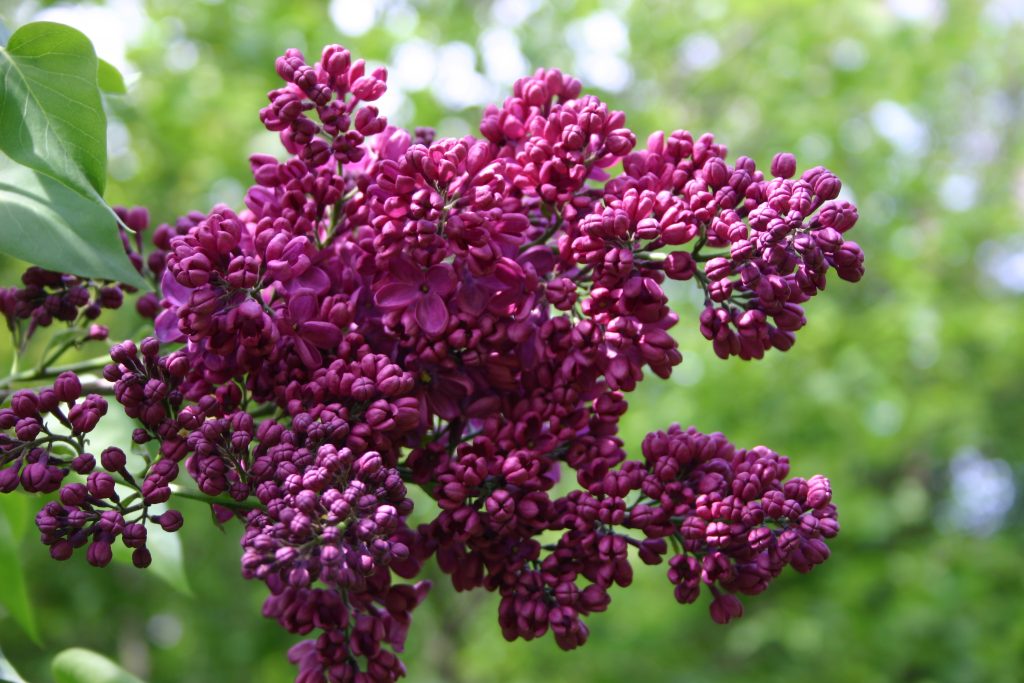 Сирень знамя ленина