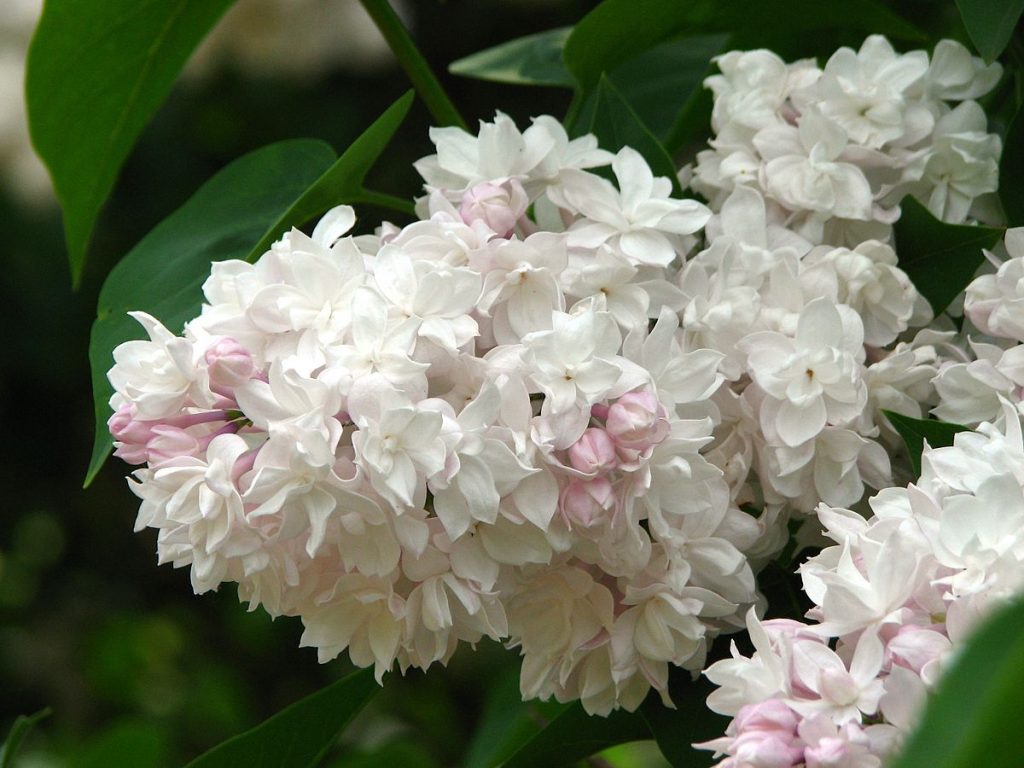 Сирень красавица Москвы