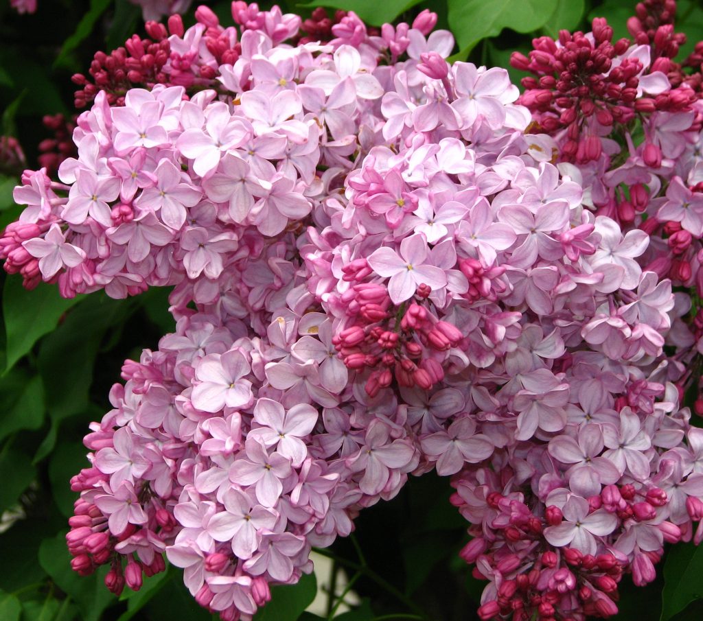 Сирень эстер стейли