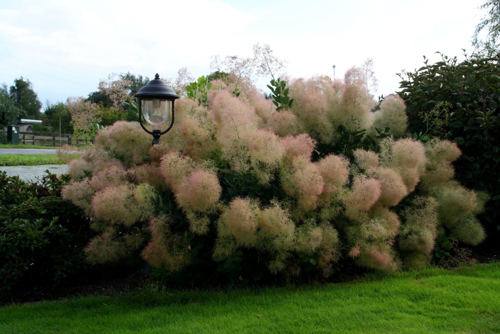 Скумпия в ландшафтном дизайне