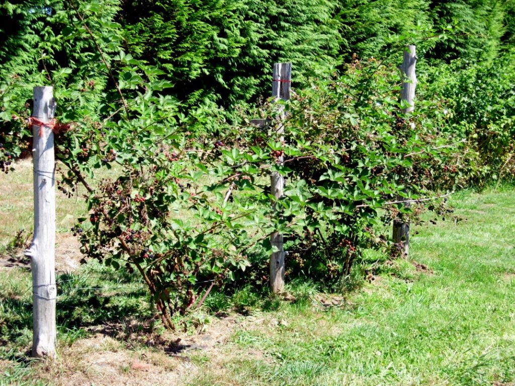 Ежевичное дерево фото размножение посадка и уход