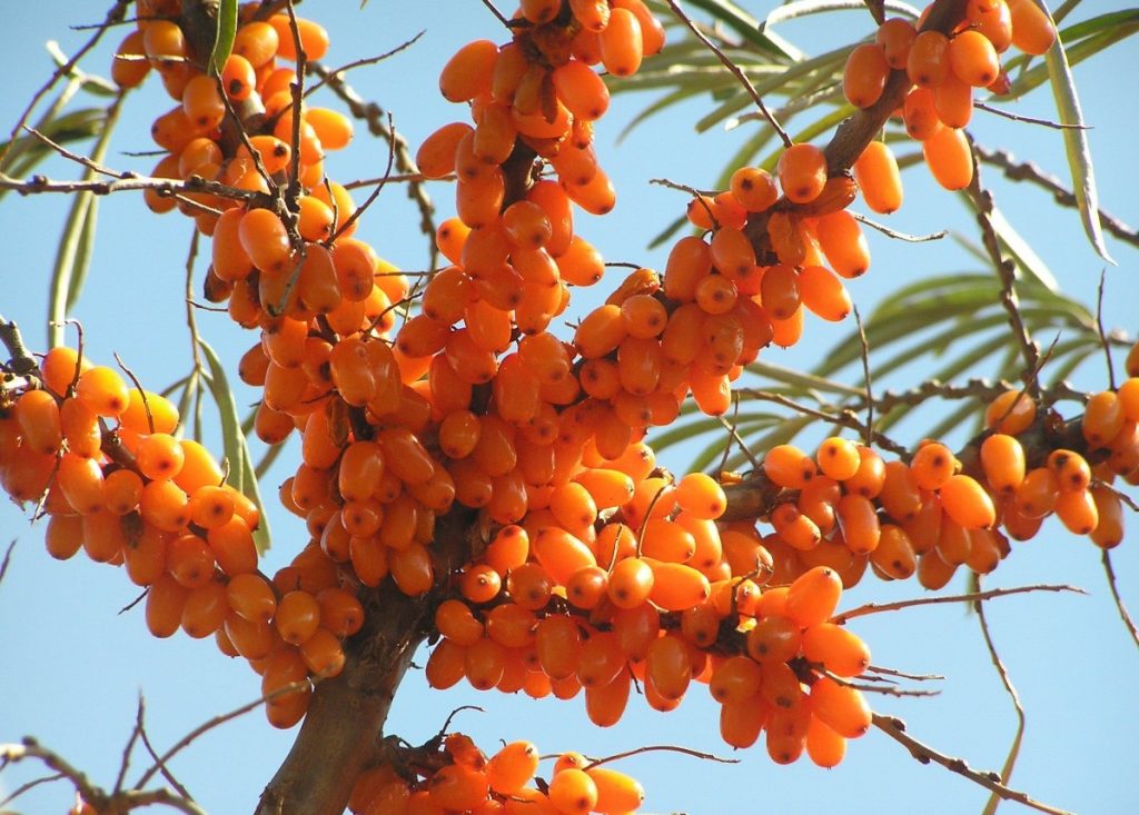 Хороший урожай облепихи