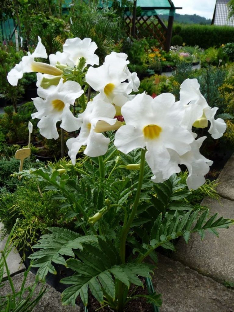 Сорт Сноу Топ