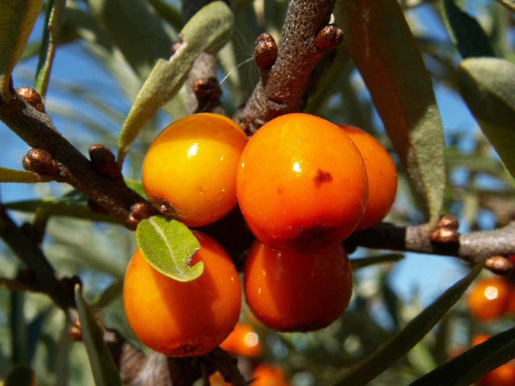 Сорт облепихи Солнечная