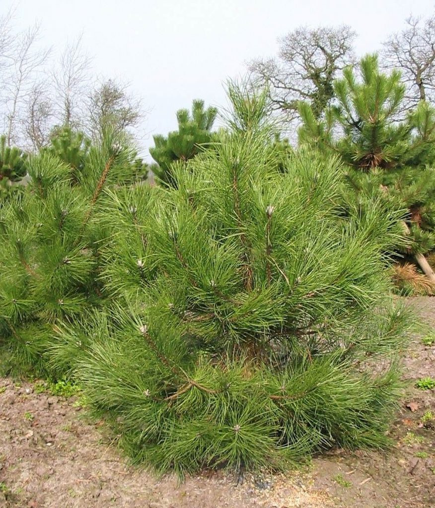 Сосна Черная