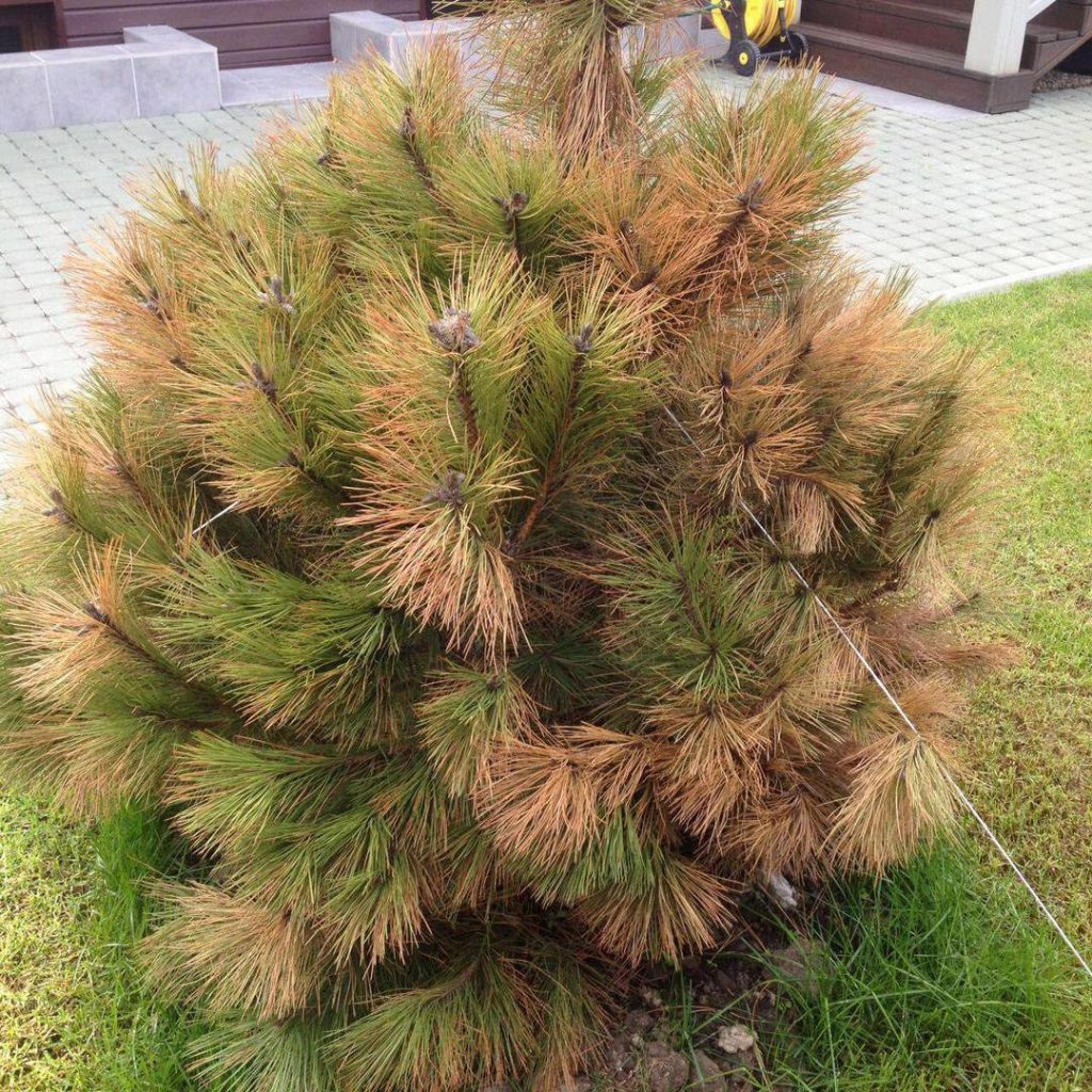 Сосна не прижилась