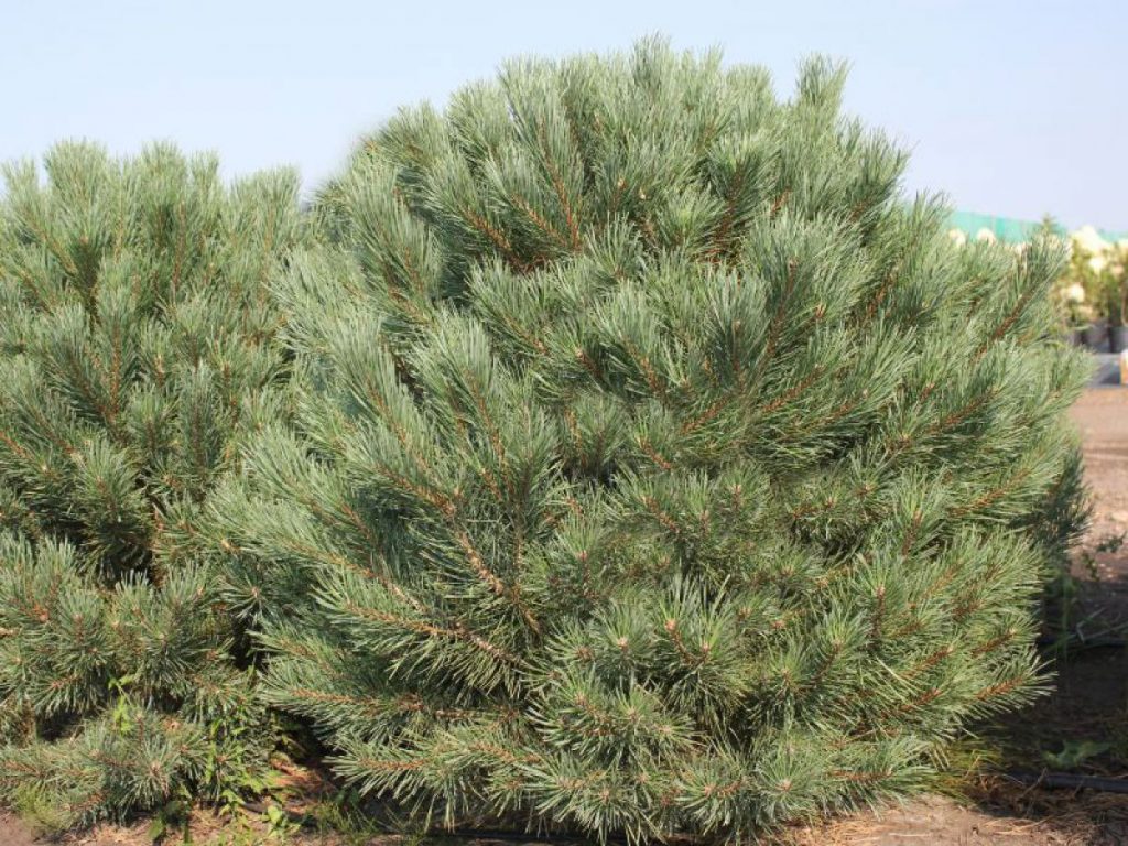 Сосна обыкновенная Ватерери