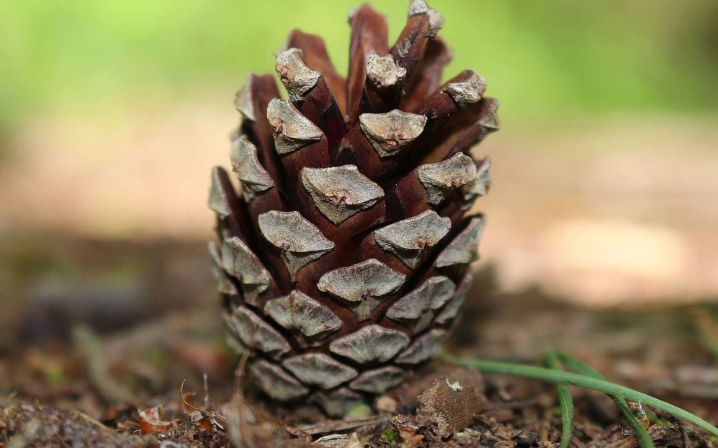 Сосновая шишка