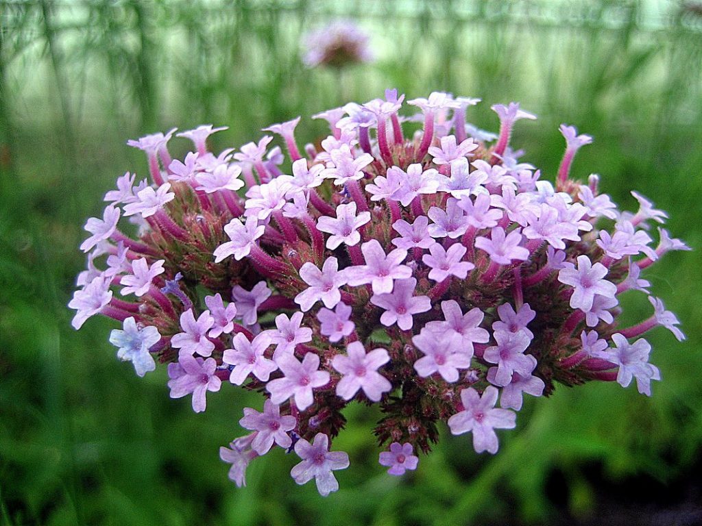 Соцветие вербены буэнос-айресской