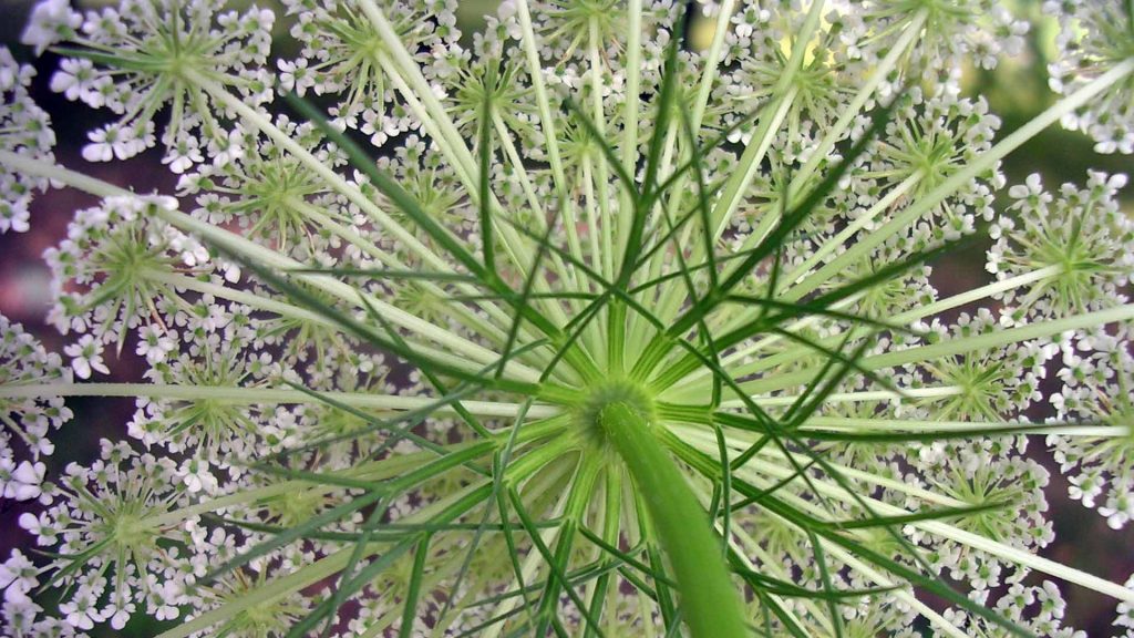 Соцветие моркови