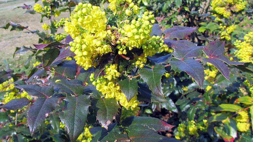 Соцветия магонии Аполло во всей красе