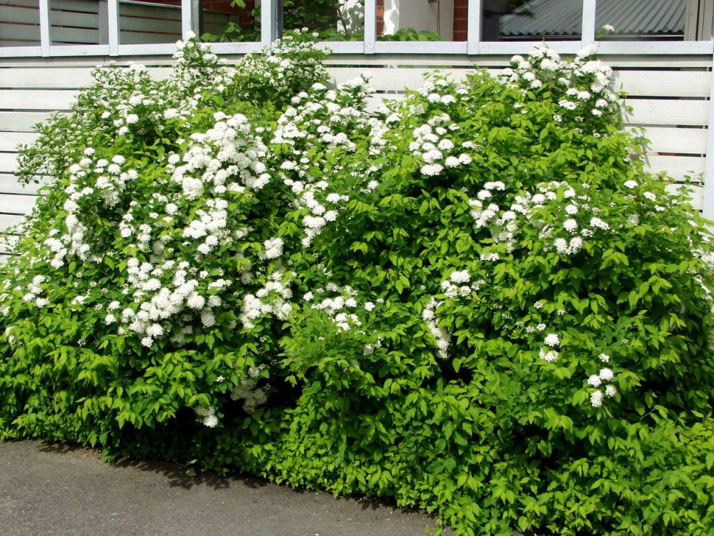 Спирея Дубравколистная