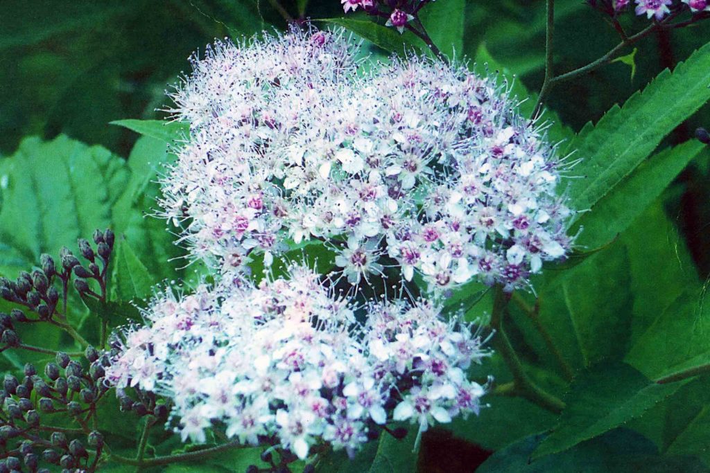 Спирея белая