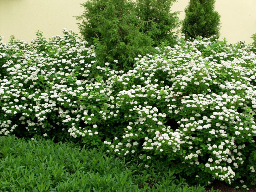 Спирея березолистная