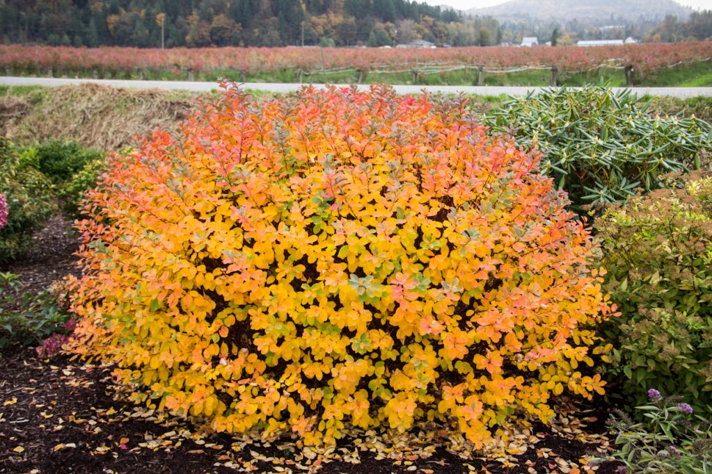 Жарким летом спирее необходим регулярный полив