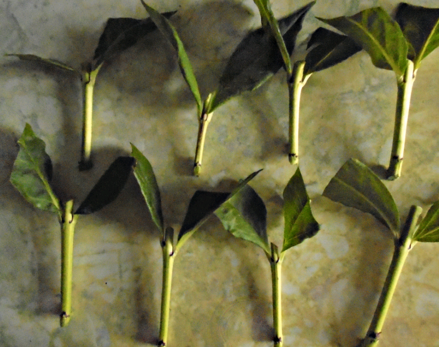 Стеблевые осенние черенки