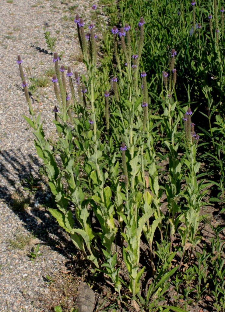 Стебли прямостоящей разновидности