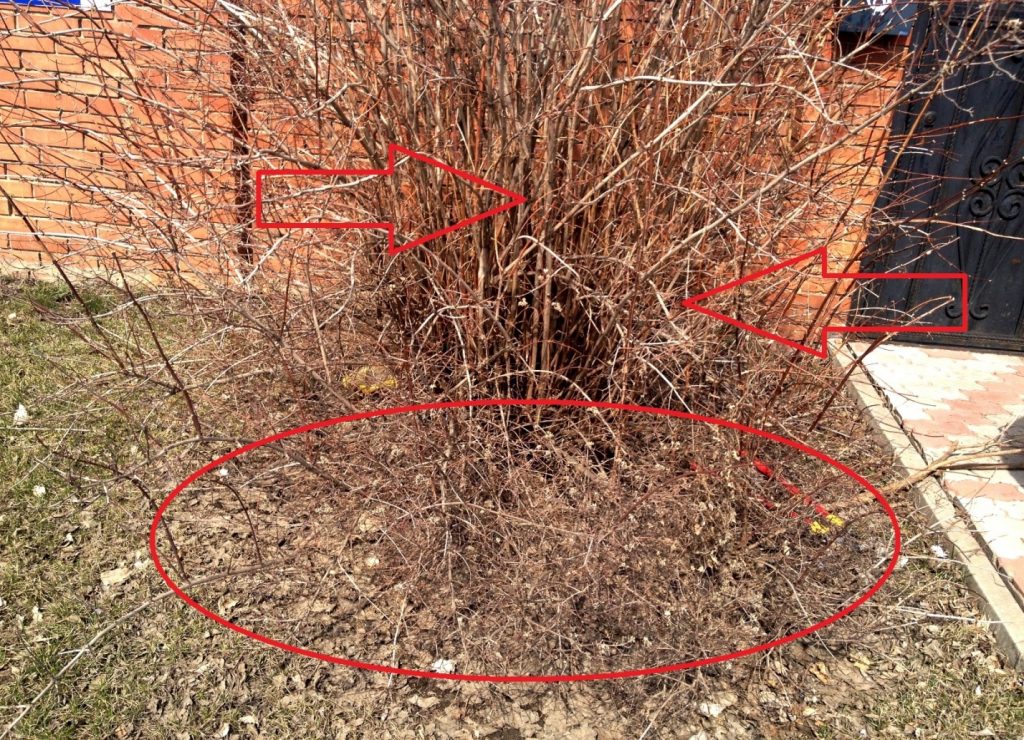 Схема обрезки куста чубушника