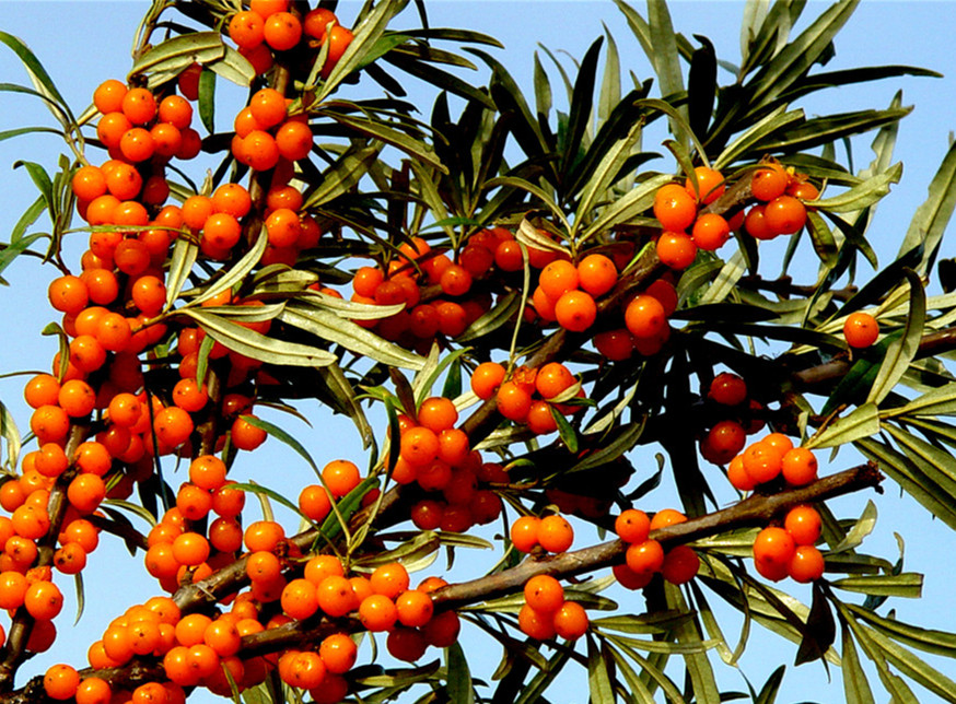 Сюрприз Балтики