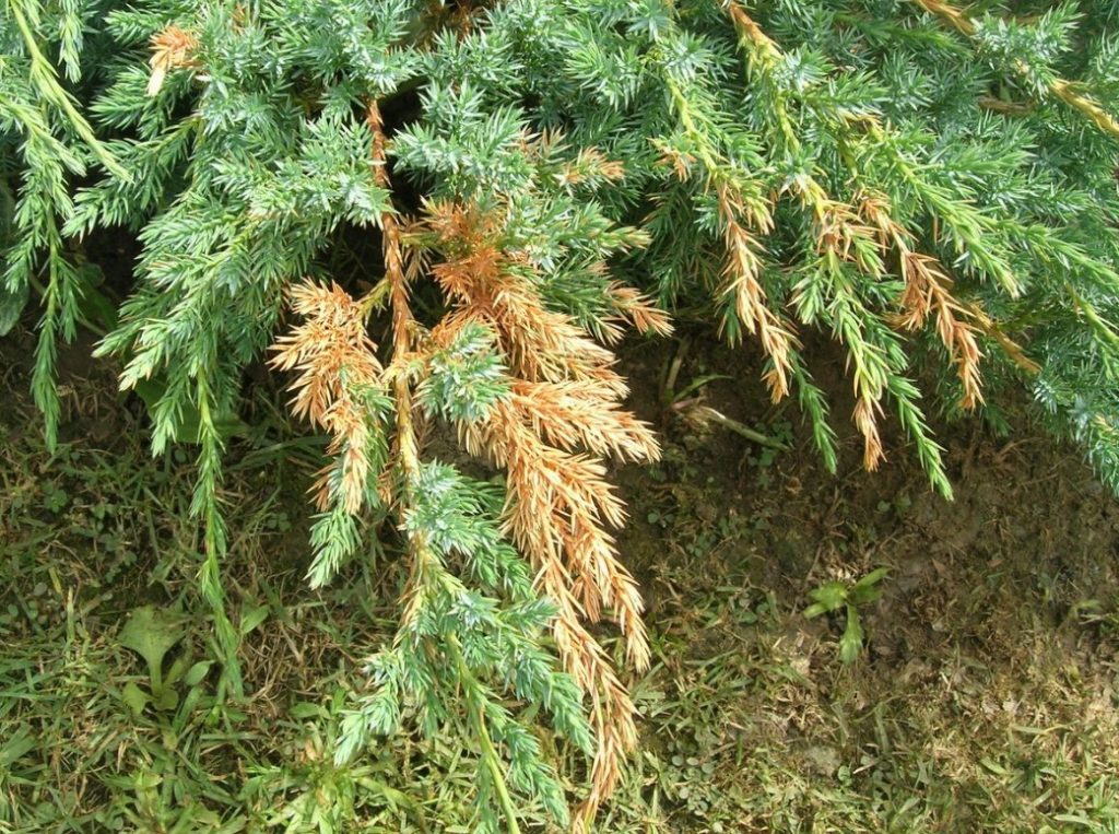 Так выглядят начавшие засыхать ветки