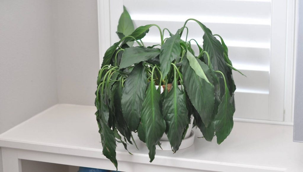 Увядающее комнатное растение