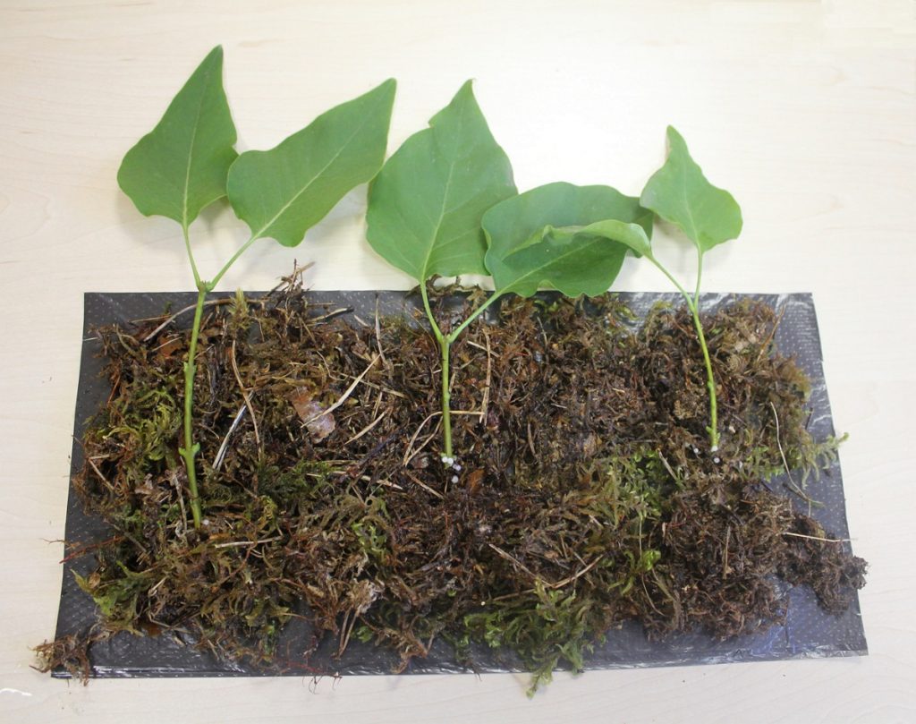 Черенки сирени