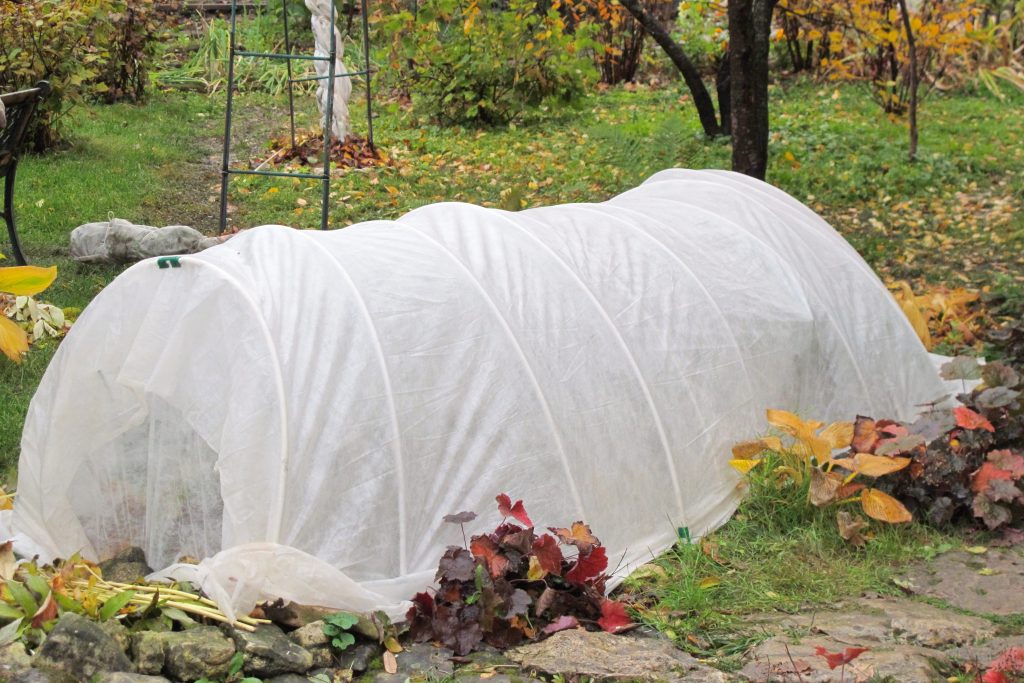 Укрытие растения на зиму