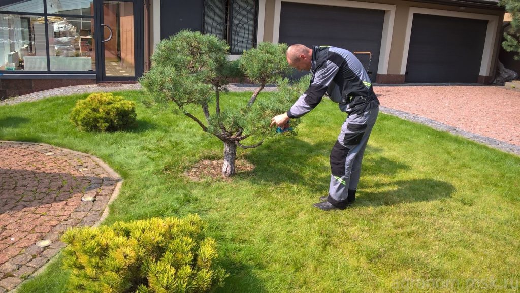 Формирование кроны