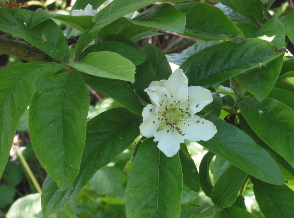 Цветение чашкового дерева приходится на позднюю осень и зиму, отсюда и название – зимнецвет