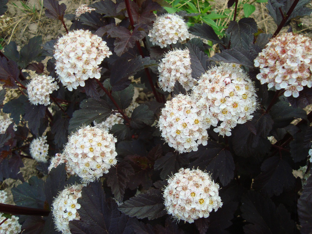 Цветет пузыреплодник