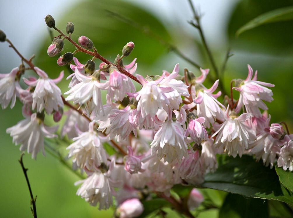 Цветки многих разновидностей растения имеют колокольчатую форму