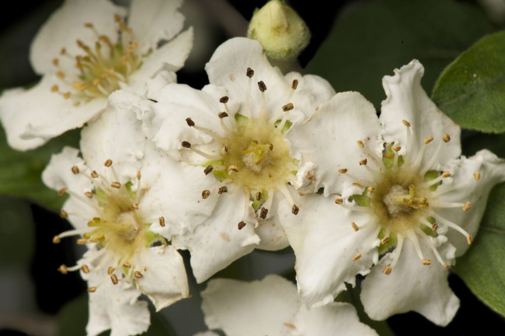 Цветки эриоботрии Стерна