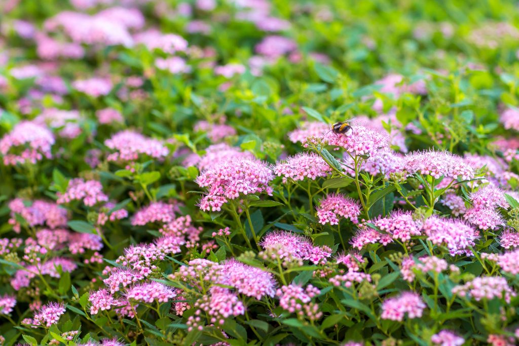 Цветущее растение