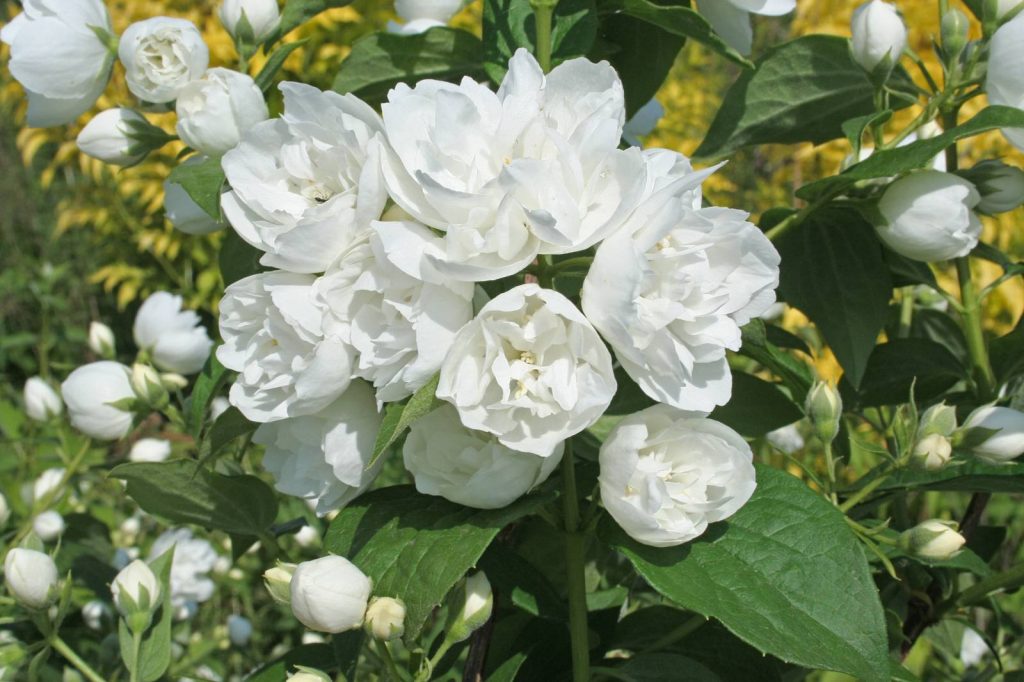 Цветущий жасмин