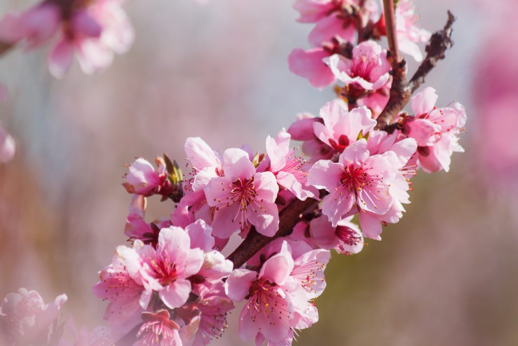 Цветущий персик