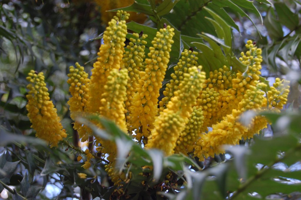 Цветы магонии ламариелистной