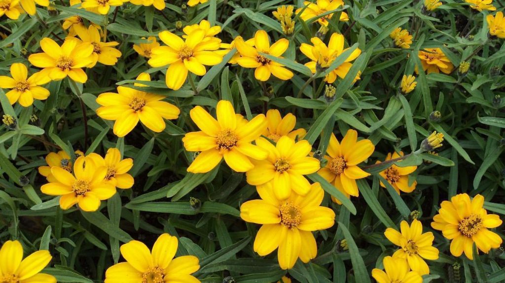 Цинния узколистная