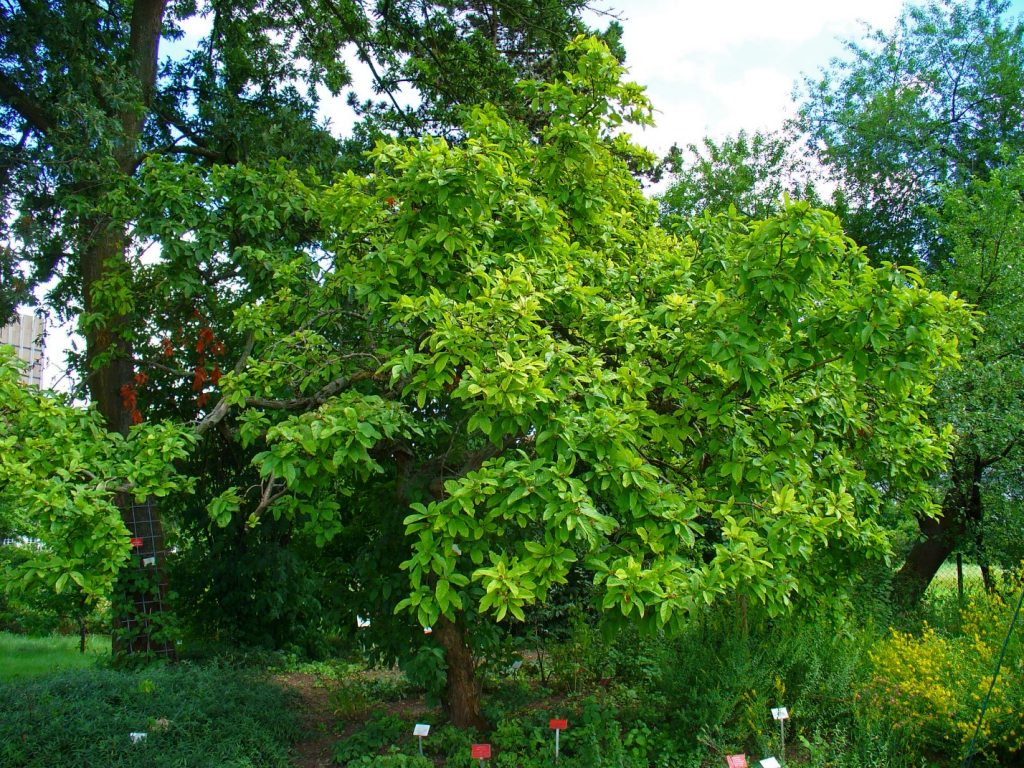 Чашковое дерево нуждается только в санитарной обрезке