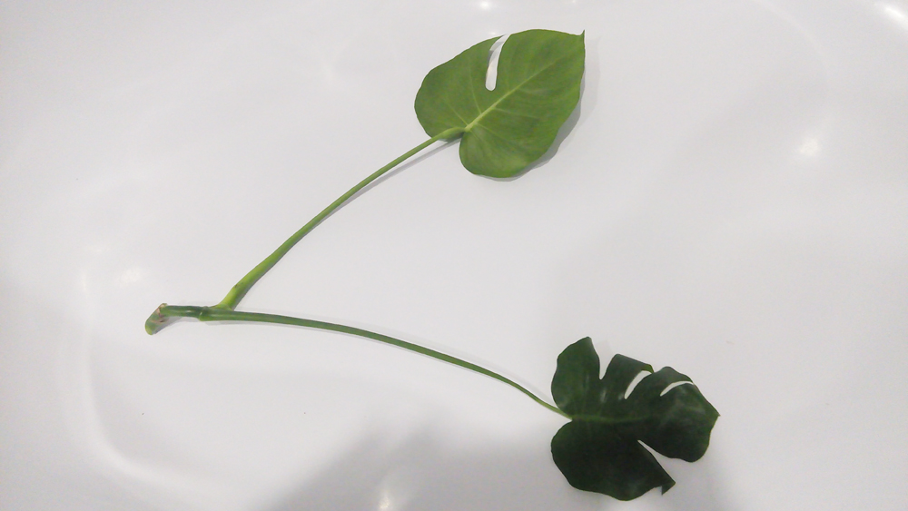 Черенки монстеры