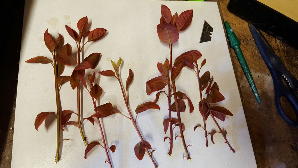 Черенки скумпии