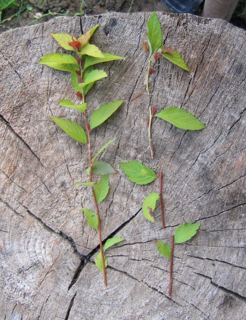 Черенки спиреи