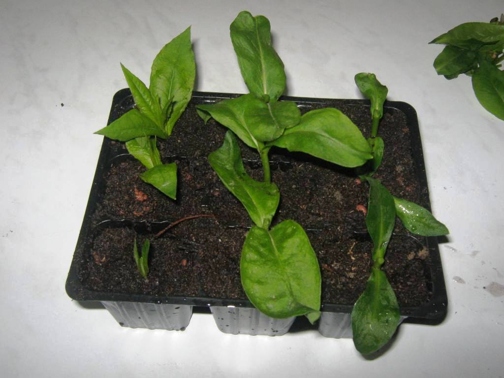 Черенки флоксов, укоренённые в грунте при домашнем выращивании