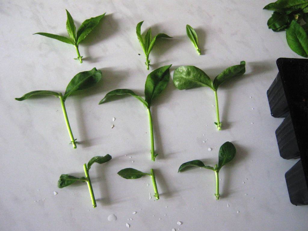 Черенки флоксов