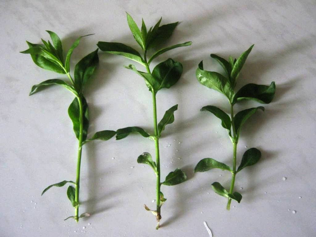 Черенки чубушника